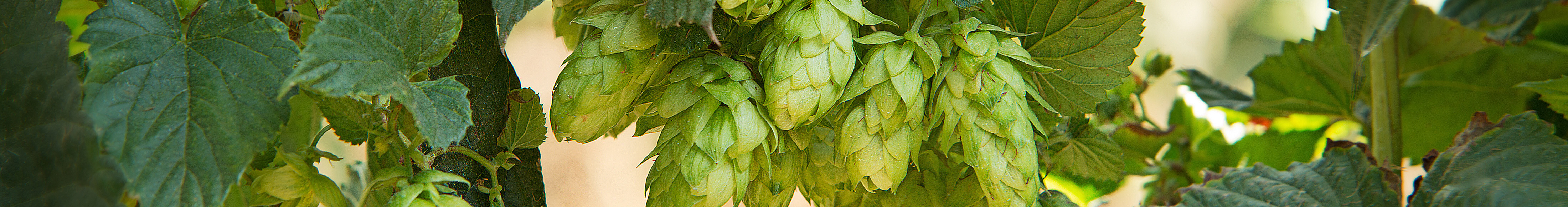 Van brouwerij tot glas