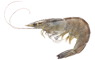 Schaaldieren