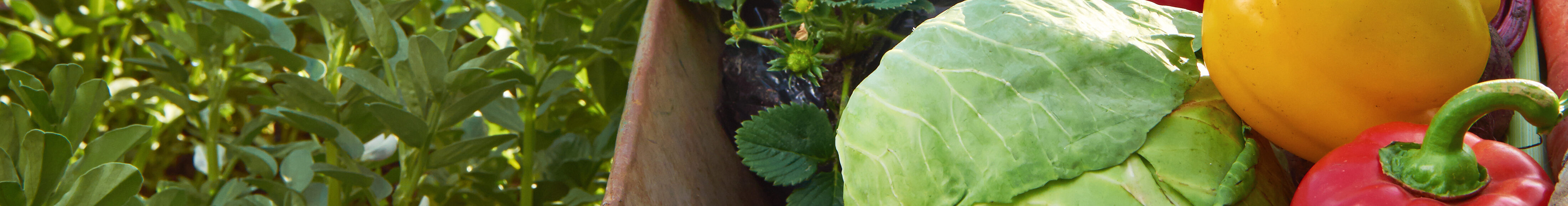 Groente van het land