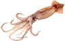 Inktvis