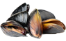 Schelpdieren
