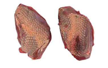 Wild gevogelte