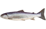 Rondvis