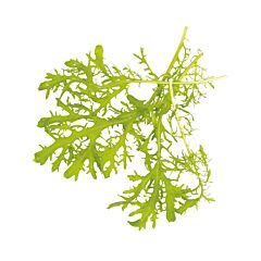 VHC AGF Mizuna Groen Per Bakje