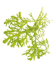 Mizuna Groen Per Bakje