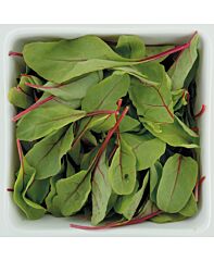 Red Chard Per Bakje