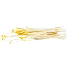 Van Der Plas Asperge Scheuten Per Bakje
