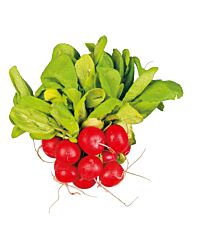 Radijs Per Bos
