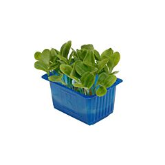Koppert Cress Cress Borage Per Bakje
