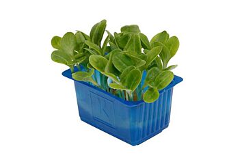 Cress Borage Per Bakje