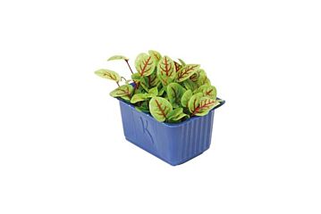 Cress Vene Per Bakje