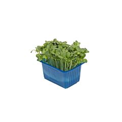 Koppert Cress Cress Daikon Per Doos X16