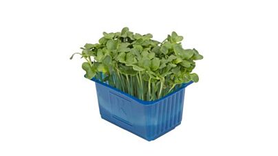 Cress Daikon Per Doos X16