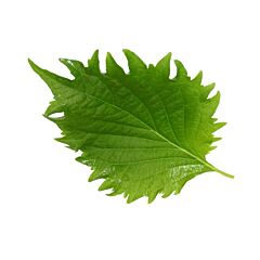 Koppert Cress Shiso Leaves Groen Per Bakje