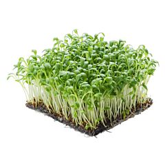 Koppert Cress Tuinkers Per Kist X10