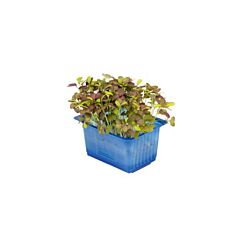 Koppert Cress Cress Mustard Per Bakje