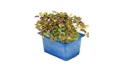 Cress Mustard Per Bakje