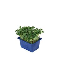 Cress Daikon Per Bakje