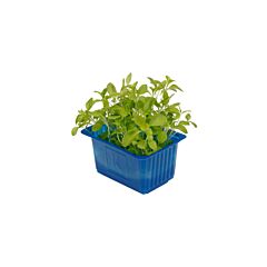 Koppert Cress Cress Honny Per Bakje