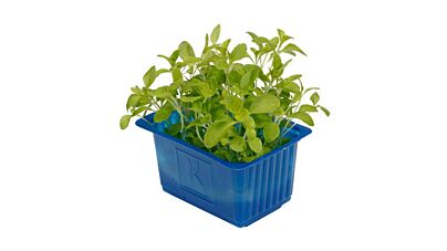 Cress Honny Per Bakje