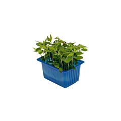 Koppert Cress Cress Tahoon Per Bakje