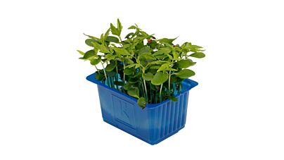 Cress Tahoon Per Bakje