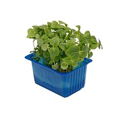 Koppert Cress Shiso Groen Per Bakje