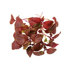 Koppert Cress Shiso Purper Per Doos X16