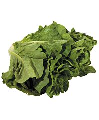 Sla Romaine Per Stuk