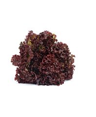 Lollo Rosso Per Stuk