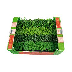Koppert Cress Shiso Mix Per Doos X16