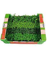 Shiso Mix Per Doos X16