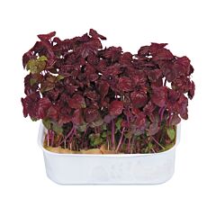 Koppert Cress Shiso Purper Per Bakje