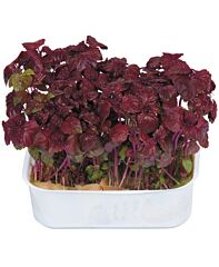 Shiso Purper Per Bakje