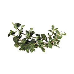 VHC AGF Oregano Per Bos