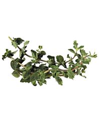 Oregano Per Bos