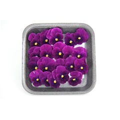 VHC AGF Eetbare Bloem (Viooltjes) Paars