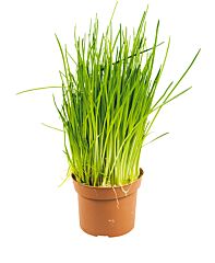 Bieslook Vers Per Pot